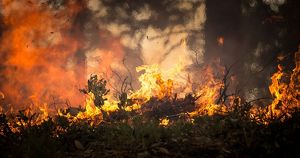 МЧС: дым от лесных пожаров может прийти в Иркутск. - Верблюд в огне