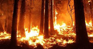 Площадь лесных пожаров в Приангарье подскочила в 22 раза. - Верблюд в огне