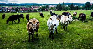 Семейная ферма из Иркутской области стала лучшей в стране - Верблюд в огне