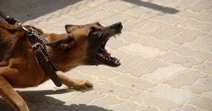 Активисты предложили арестовывать россиян за выгул опасных собак без намордника - Верблюд в огне