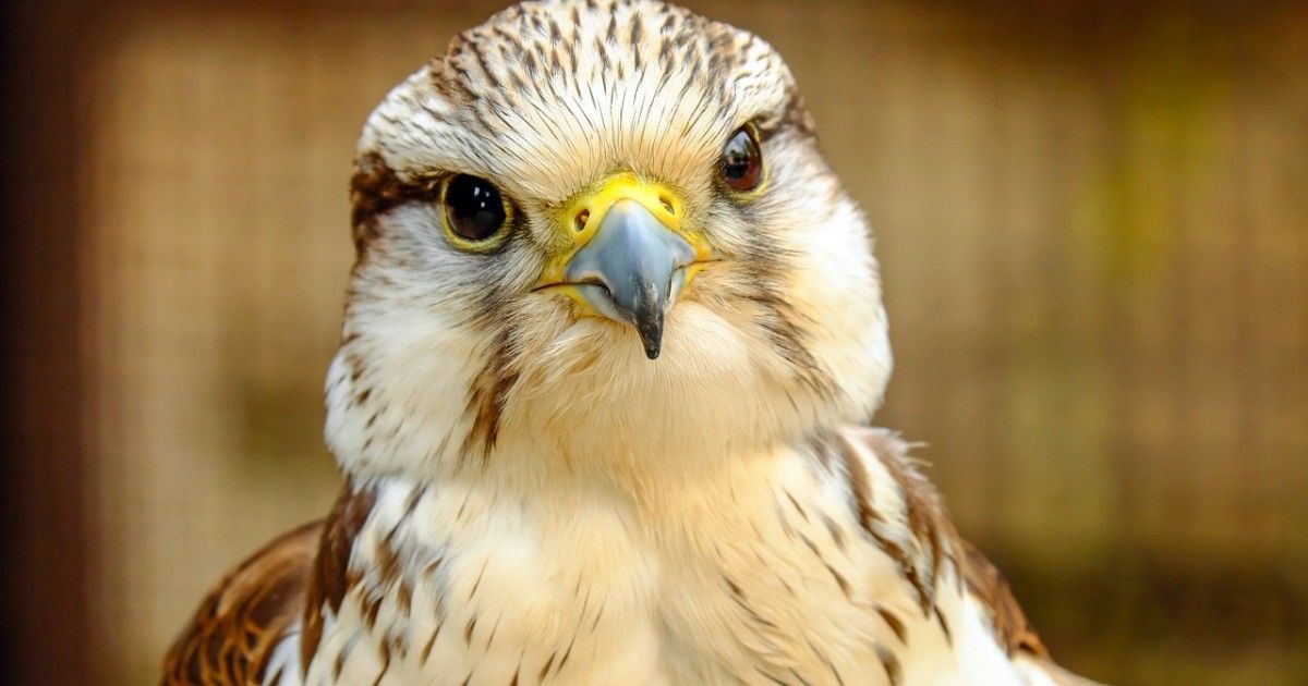 Хищные птицы восточной сибири фото с названиями и описанием