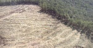 Левченко: эксперты подтвердили необходимость вырубки леса в заказнике «Туколонь» - Верблюд в огне