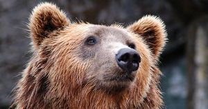 Исследование: как россияне относятся к медведю как к символу страны. Ждем опрос про шапки-ушанки - Верблюд в огне