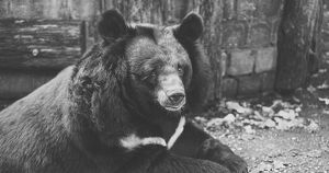 Жители Усть-Кута пожаловались на жестокое обращение с животными из-за цирка с плачущим медведем - Верблюд в огне