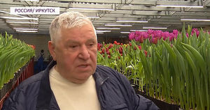 79-летний пенсионер из Иркутска выращивает тюльпаны на продажу. Сейчас у него 110 тысяч луковиц - Верблюд в огне