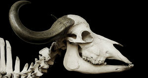 Как выглядит скелет верблюда? В краеведческом музее покажут более 50 черепов животных - Верблюд в огне