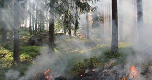 Минлеса Иркутской области опровергло информацию о лесном пожаре в регионе - Верблюд в огне