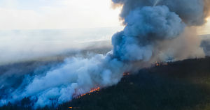 Почему пожары в лесах каждый год становятся национальной катастрофой и чего ждать этим летом - Верблюд в огне