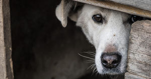 «Просто хотят больше денег». В организации по отлову собак ответили на обращение зоозащитников к Кобзеву - Верблюд в огне