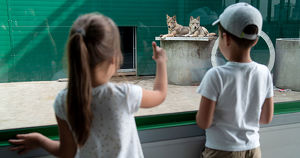 Иркутская зоогалерея закрылась из-за коронавируса до 16 октября - Верблюд в огне