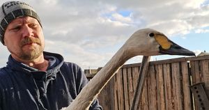 Иркутская зоогалерея спасла тундрового лебедя: птица входит в красную книгу - Верблюд в огне