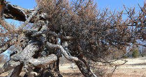 Байкальскую лиственницу признали самым старым деревом в России - Верблюд в огне