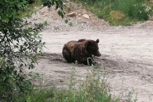 Поиски медведя-инвалида под Иркутском продолжаются
