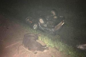 Медведь устроил смертельное ДТП в Нижнеилимском районе