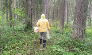 В Иркутской области установлен рекорд лета по потерявшимся в лесах сборщикам дикоросов