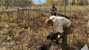 220 кустов пиона пересадили из зоны строительства нефтепровода Красноярск-Иркутск