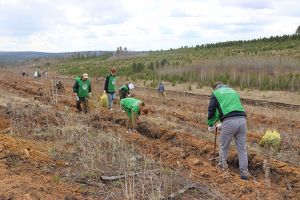 Почти пять тысяч сеянцев сосны высадят под Иркутском участники всероссийской акции «Сохраним лес»