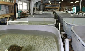 Рыбзаводы на Байкале заменили импортные корма отечественными