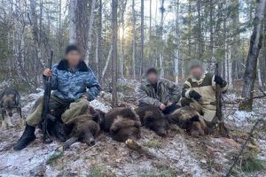 Четверых жителей Приангарья осудили условно за отстрел медведицы с медвежатами - Верблюд в огне
