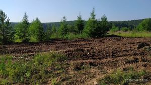 Фотоловушки в местах ликвидированных свалок установят в лесах Иркутской области