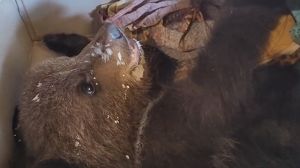 В Иркутской зоогалерее выхаживают истощенного медвежонка-потеряшку
