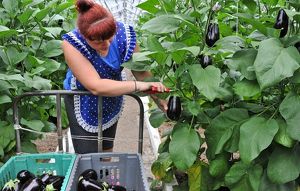 Капризы погоды не помеха: первый урожай томатов и баклажанов собрали в Приангарье - Верблюд в огне