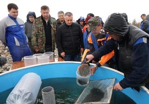 Более 53 миллионов личинок омуля выпустили в Байкал
