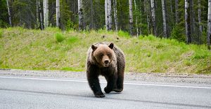 Численность медведей в Приангарье почти в два раза превышает норму