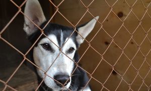 Областная служба ветеринарии объявила конкурс грантов на создание приютов для животных