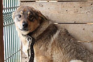 Волонтеры просят иркутян забрать собак из закрывшегося приюта - Верблюд в огне