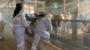 Более 235 тысяч голов скота вакцинировали в Приангарье от узелкового дерматита - Верблюд в огне