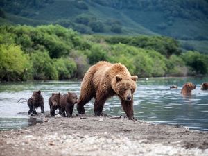 На Байкале пересчитали медведей