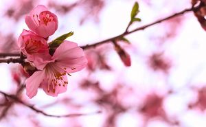 Ботанический сад ИГУ приглашает полюбоваться цветущей сакурой