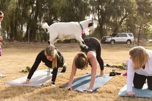 Иркутский зоосад приглашает на йогу с козлятами