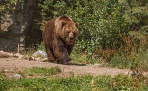 Медведь вышел к людям в Качугском районе