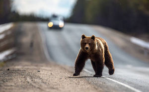 Медведя видели в Иркутском районе Приангарья