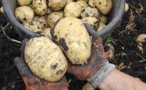 Ранний картофель уже убирают в Иркутском районе