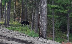 Двух медведей видели на туристическом маршруте Прибайкальского нацпарка