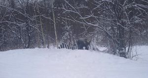 Медведя-шатуна застрелил местный охотник в Мамско-Чуйском районе - Верблюд в огне