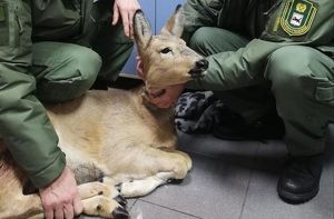 Застрявшую в заборе косулю спасли в СНТ на Байкальском тракте