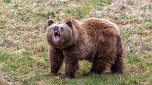 Медведи выходят к людям в Усть-Илимском районе: зарегистрировано три случая