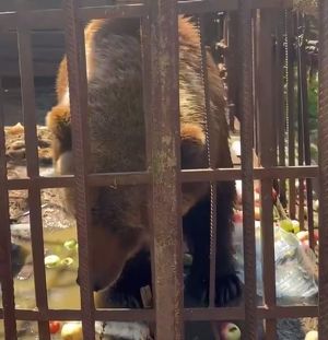 Жители Листвянки просят спасти брошенную медведицу