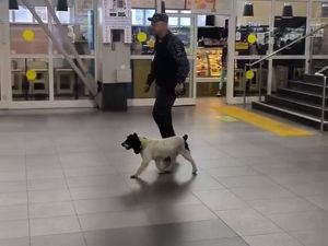 Служебный спаниель нашел у пассажира в аэропорту Иркутска 111 граммов наркотика - Верблюд в огне