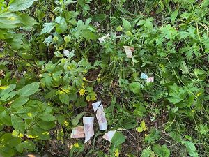 Нетипичная кража в Бохане: парень украл у пенсионерки деньги, разорвал их и выбросил