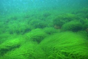 Количество спирогиры значительно уменьшилось в открытом Байкале