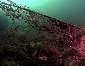 Со дна Байкала подняли 14 км рыболовных сетей и огромное количество разных вещей