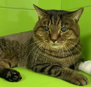 В Ангарске с 5 этажа сбросили кота: животное выхаживают волонтеры