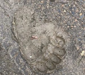 Медведи продолжают выходить к людям на севере Приангарья