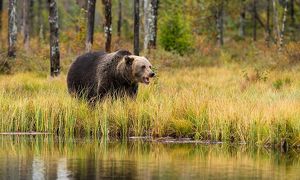 Медведь задрал поросенка и ранил пастуха в Братском районе