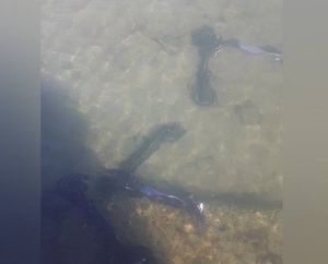 Три электросамоката достали из Байкала в Слюдянке